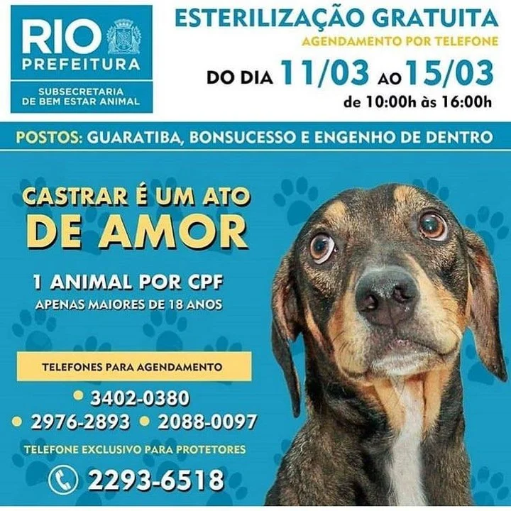 A prefeitura do Rio durante essa semana entra em uma campanha de esterilização gratuita.