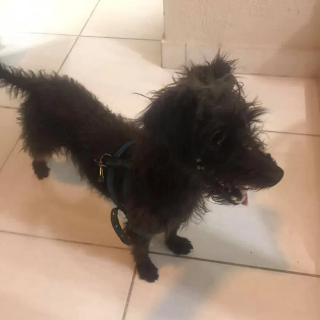 🐕 Cãozinho Perdido 🐕