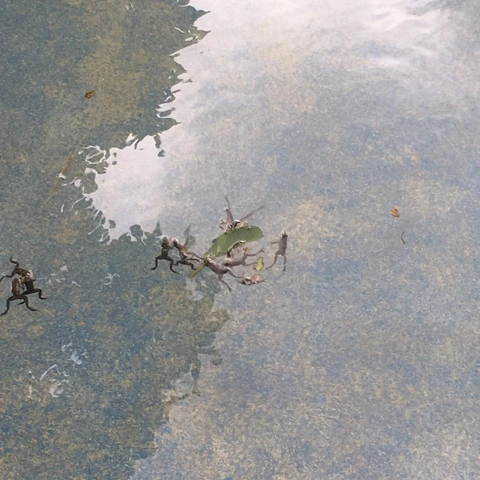 Anfíbios (sapo, rã ou perereca?) Encontrados hoje - 17/04 - pela manhã na piscina do Parcão.