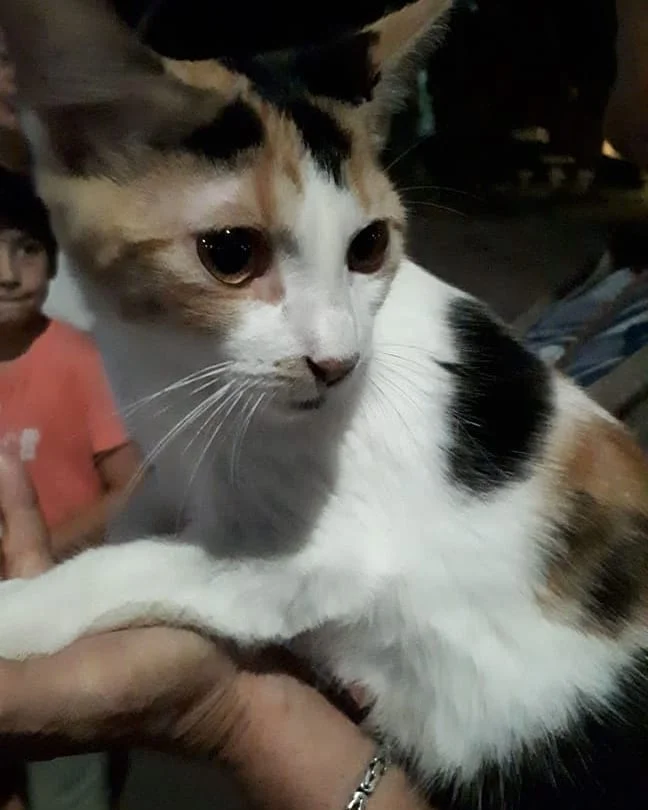 🐱 animal perdido 🐱