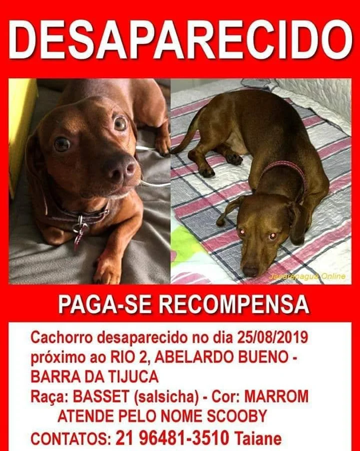 🆘 😰 CÃO DESAPARECIDO 😰🆘