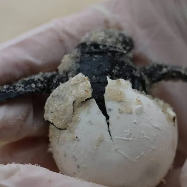 🐢 Trinta e nove filhotes de tartaruga nascem na Praia da Barra