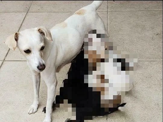 CACHORRA PERDIDA - RIO2
