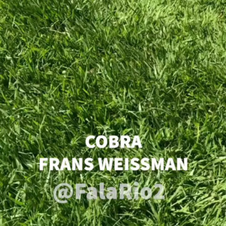COBRA - FRANZ WEISSMAN