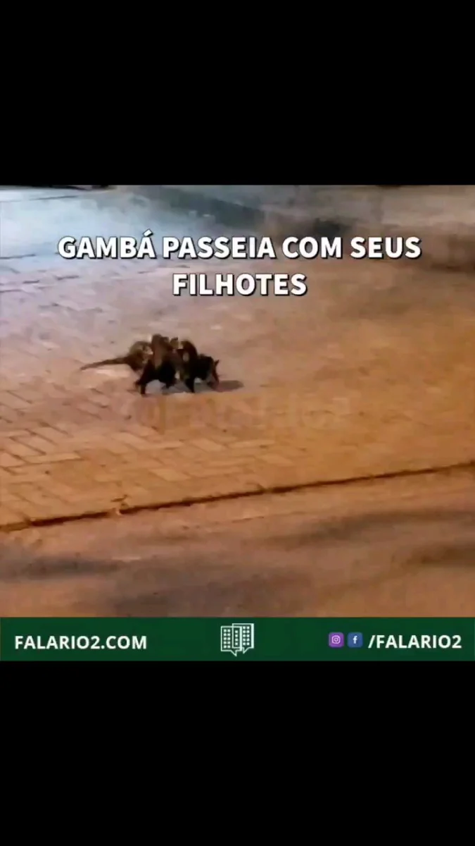 Mamãe Gambá passeia com seus filhotes em frente ao verano stay.