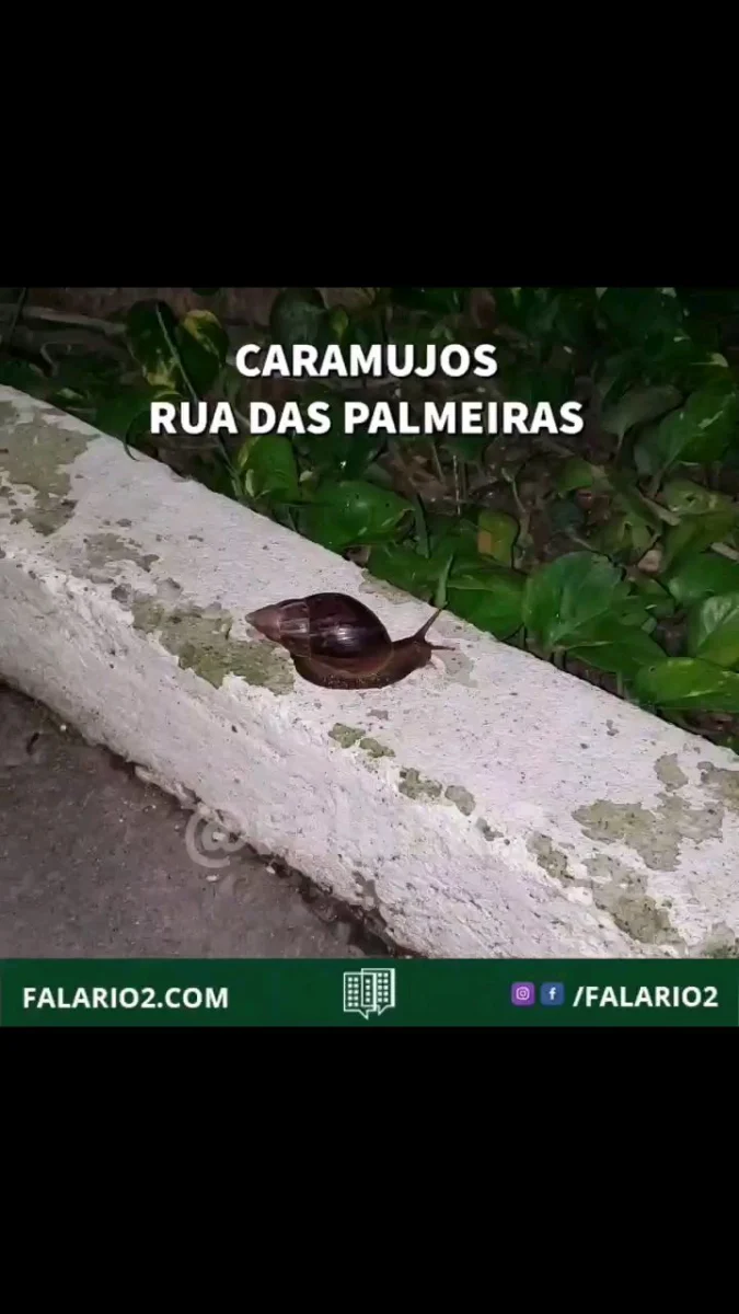 As principais doenças causadas pelo caramujo são a esquistossomose, popularmente chamada de barriga d'água ou mal do