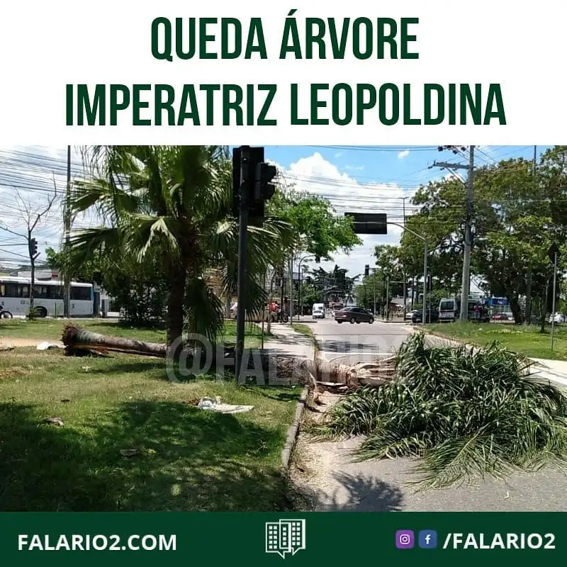 13:31 JACAREPAGUÁ  Queda de árvore na Av.