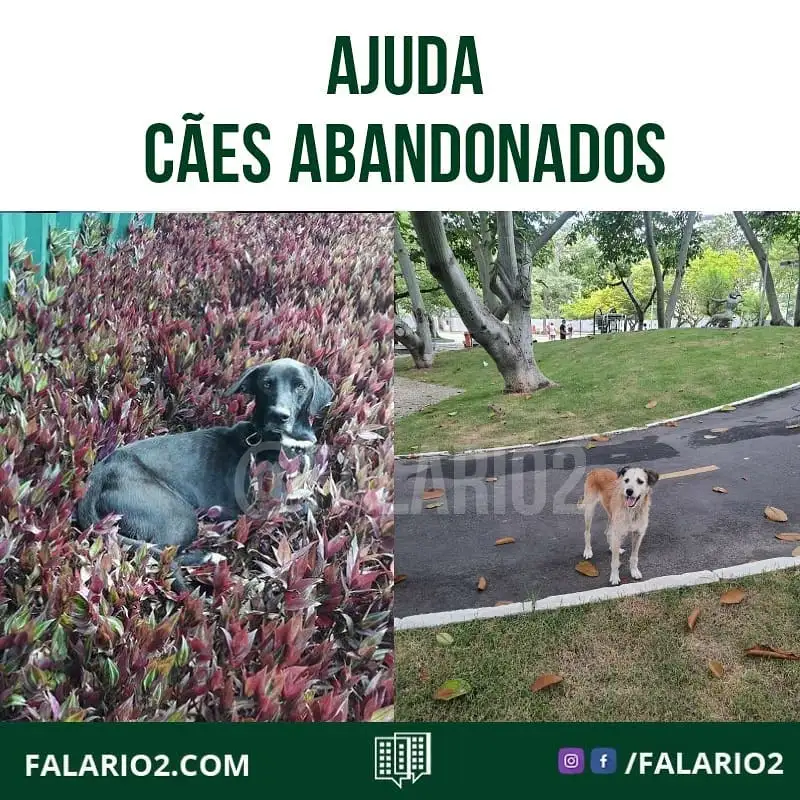 Você pode ajudar ou conhece alguém que possa?