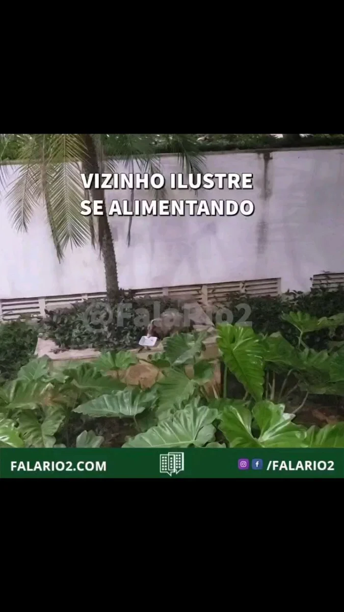 Os gambás se alimentam de raízes, frutos, insetos, escorpiões, aranhas, moluscos, crustáceos, anfíbios, serpentes, lagartos,