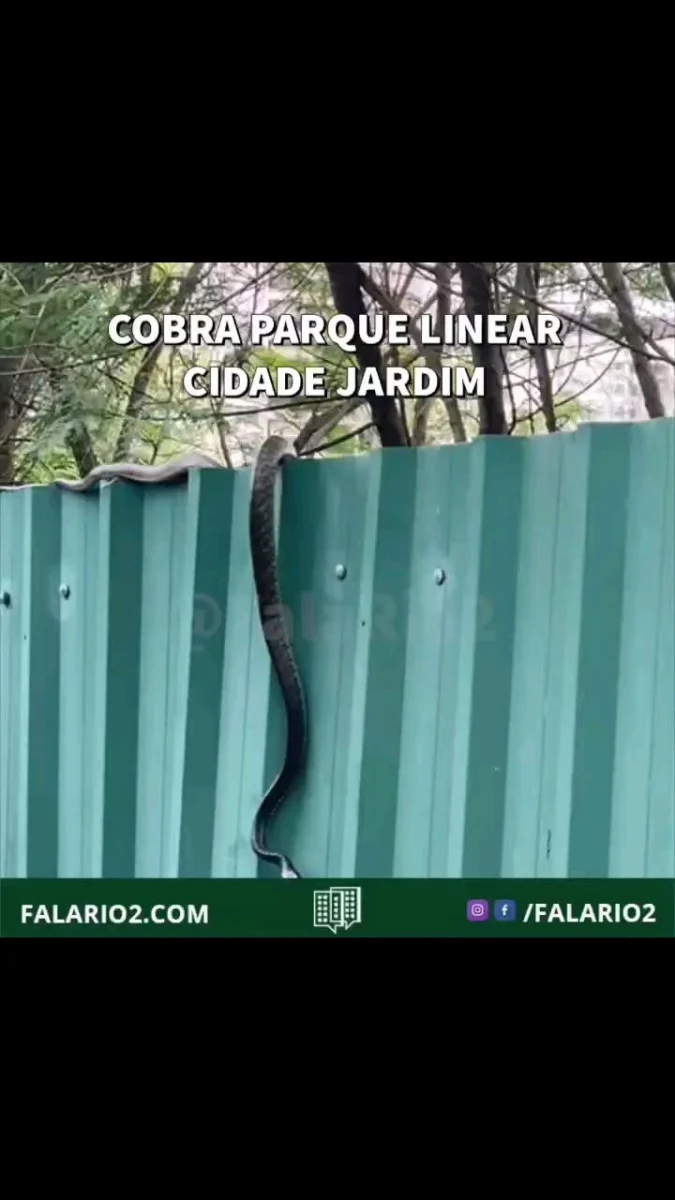 Cobra flagrada no Parque Linear do Cidade Jardim, próximo aos laguinhos.
