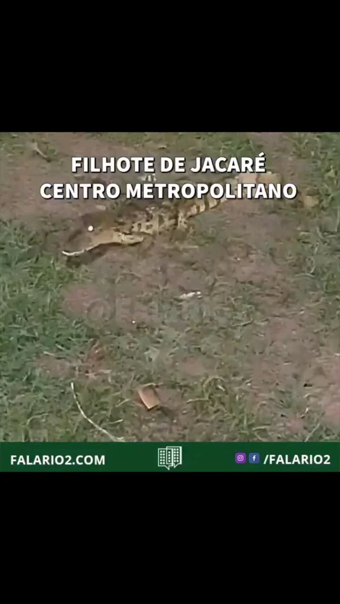 13/03 -19:30 Filhote de jacaré foi visto no Centro Metropolitano, na rua atrás do posto de gasolina.