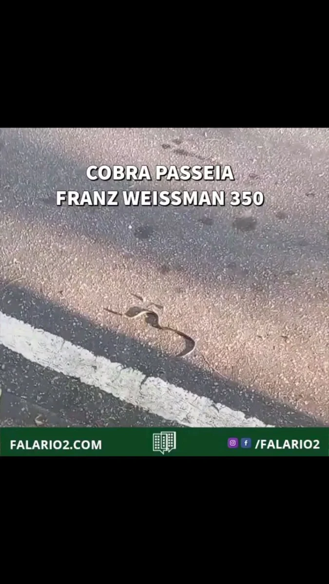 Nessa terça feira (03/03), um vizinho flagrou essa cobra paseeando pela rua Franz Weissmann (divisa do Rio2 com Cidade
