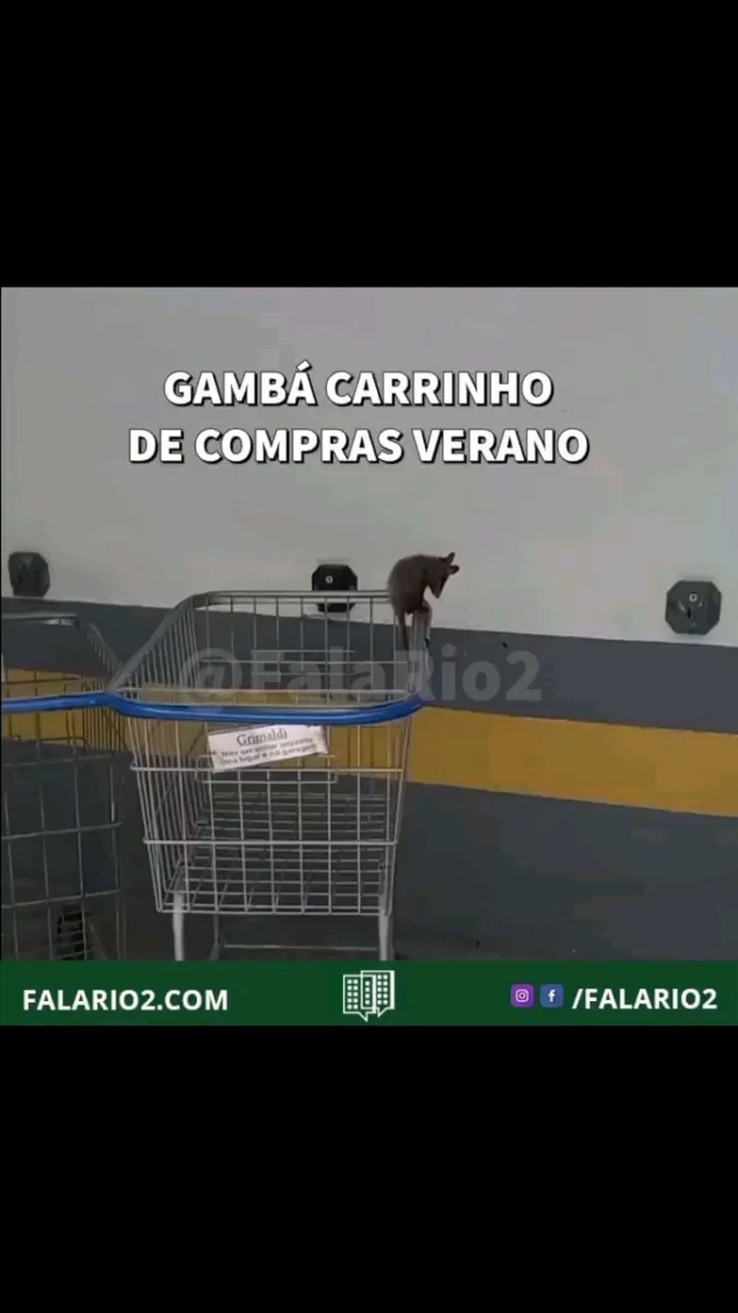 Nessa terça feira (03/03), um vizinho flagrou esse Gambá no Residencial Verano (Rio2)