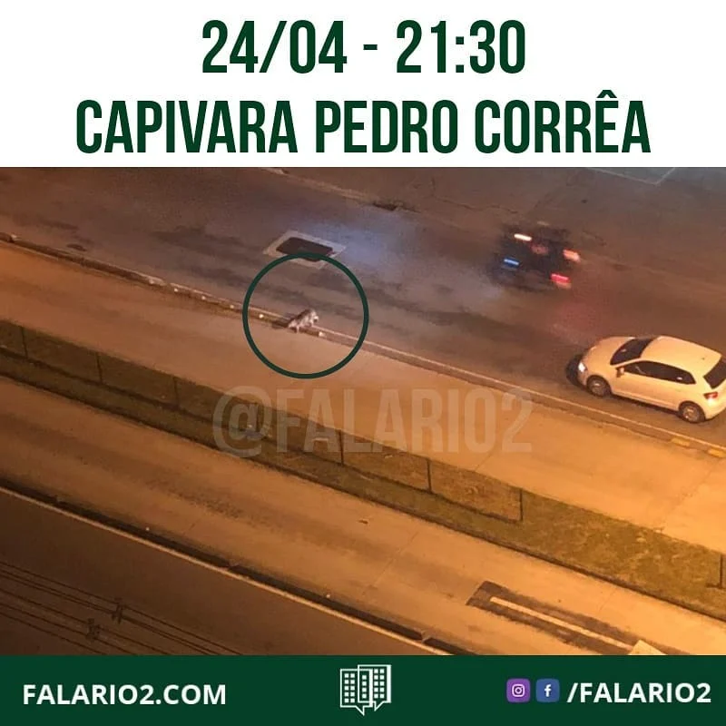 "Boa noite, tem uma capivara na pista do brt