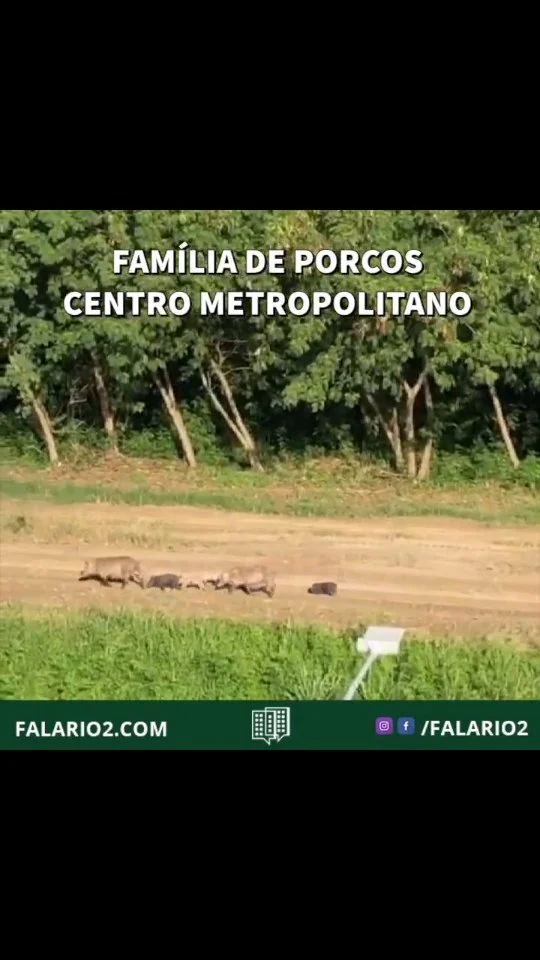 14/04 - família de porcos passeia atrás do shopping Metropolitano.