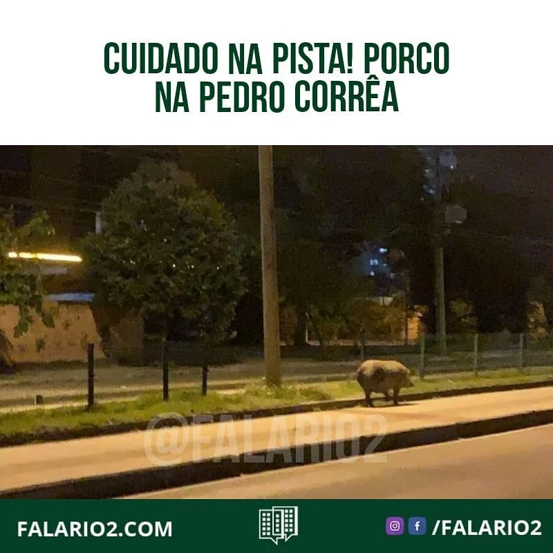 Ontem a noite (05/04) um vizinho flagrou esse porco passeando tranquilamente pela pista do BRT na Estr Cel Pedro Corrêa.