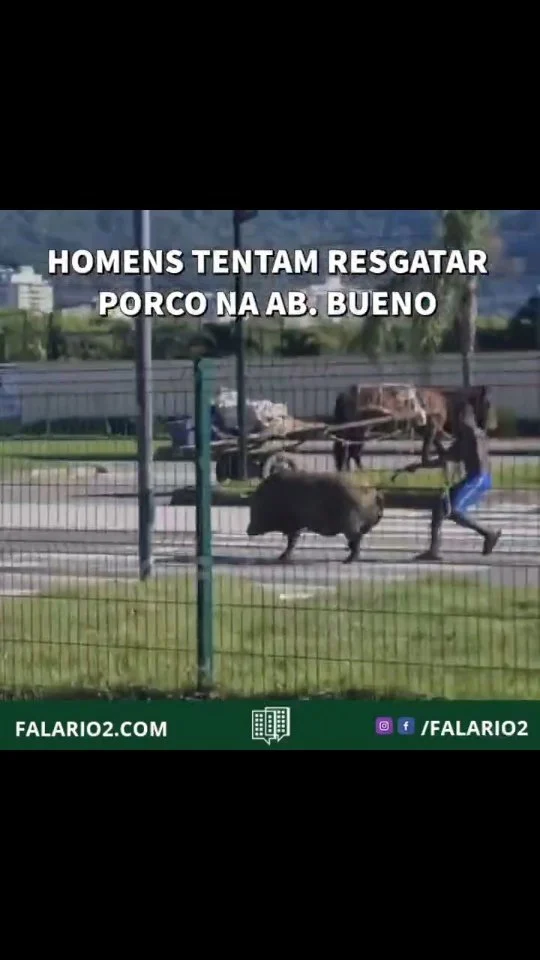 08:30 "Mais uma vez e agora estão tentando pegar o porco, colocando em risco os motoristas que passam neste momento na