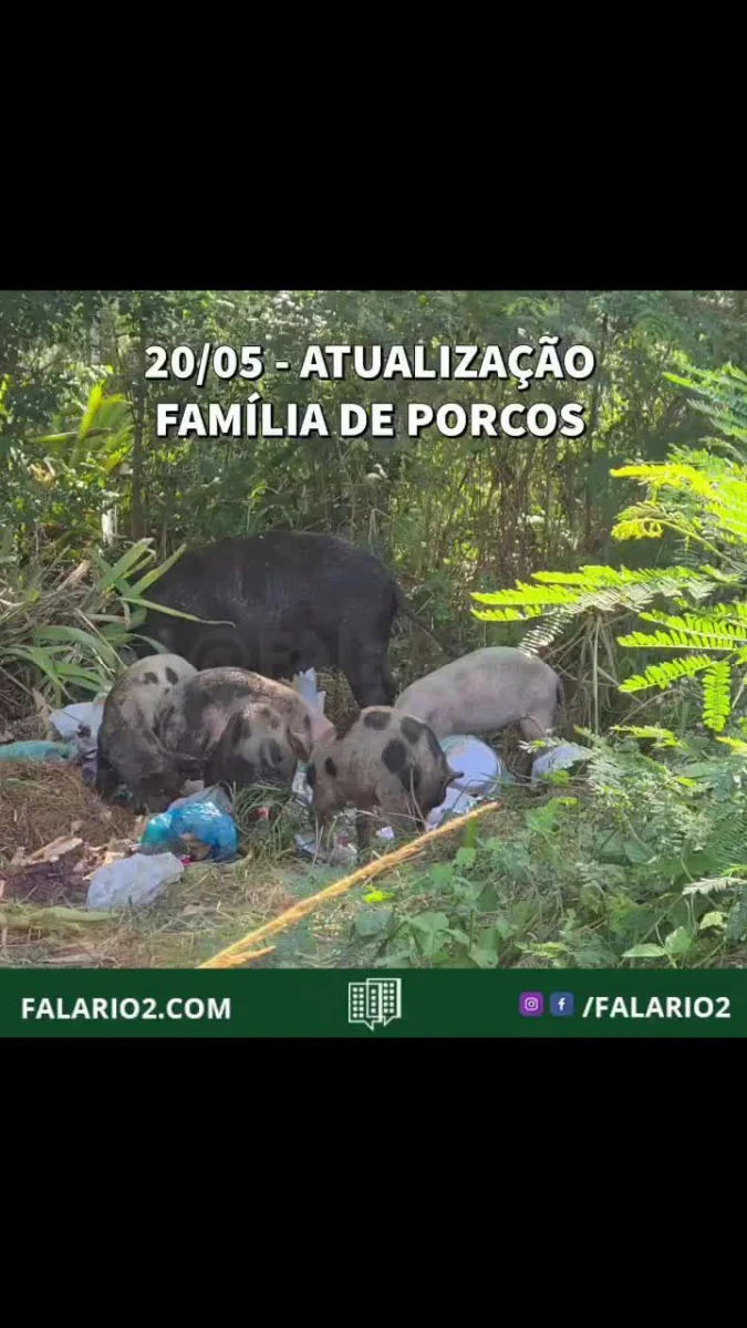 20/05 - Parte da família de porcos continua vivendo no terreno atrás do Shopping Metropolitano.