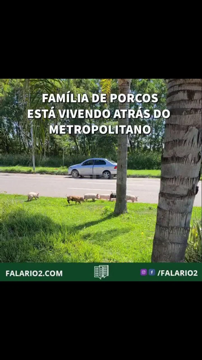 Lembra da família de porcos que um #vizinho flagrou passeando pela região no dia 14/04?