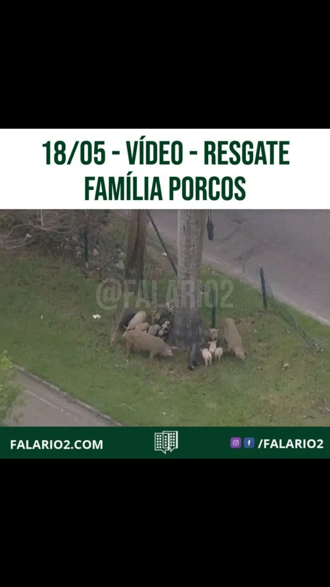 Uma porca com seus filhotes foi vista na manhã desta terça-feira (18) em um canteiro da Avenida Abelardo Bueno, no sentido