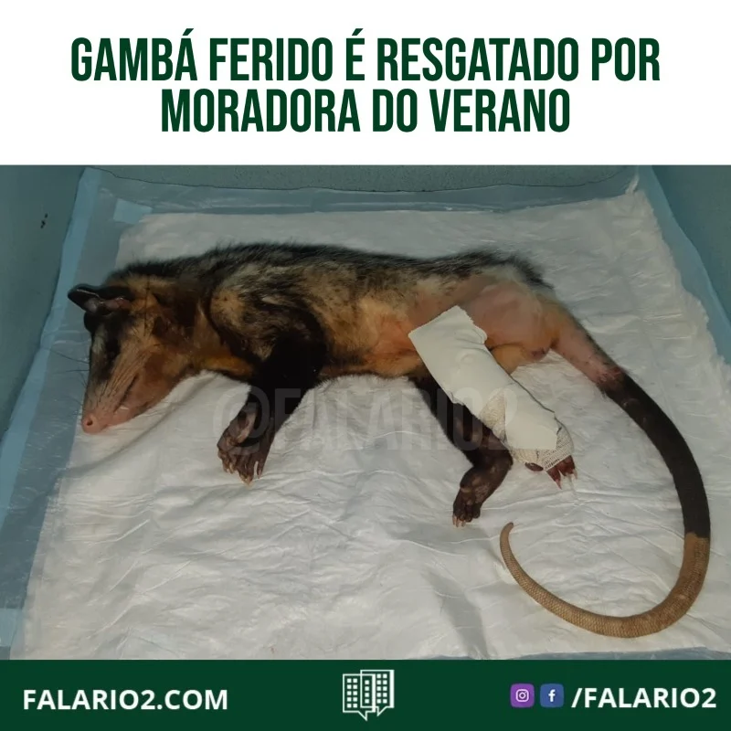 Há 2 dias (15/06) uma moradora do Verano se deparou com um gambá no gramadão do Rio 2.