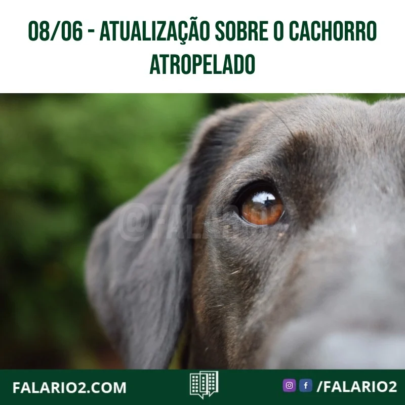 Hoje recebemos o relato sobre um cachorro que foi atropelado próx ao Marista.