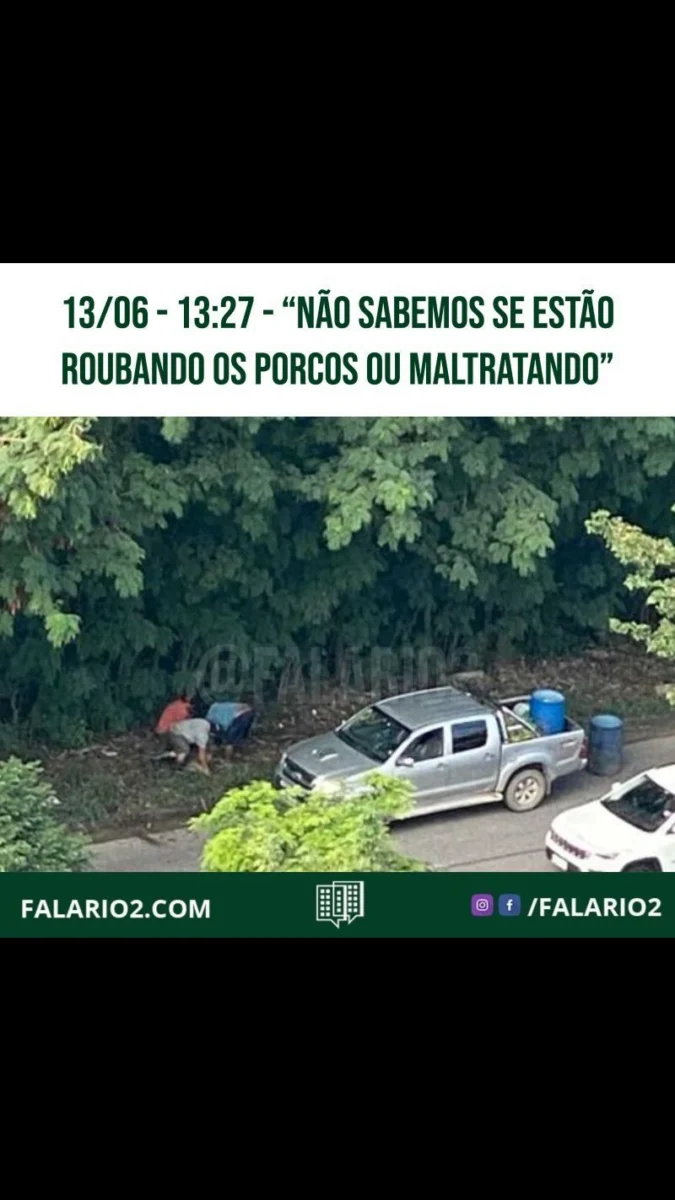 "Boa tarde, não sabemos se estão roubando os porcos ou maltratando.