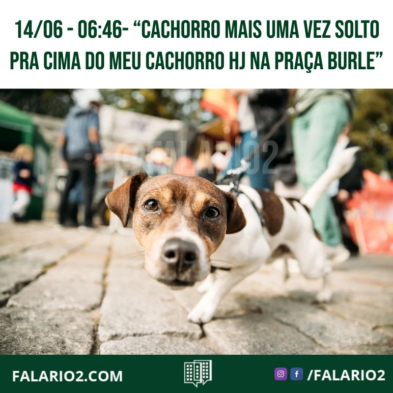 "Pessoal cachorro mais uma vez solto pra cima do meu cachorro hj na praça burle mas agora pela manhã mais um fox paulistinha