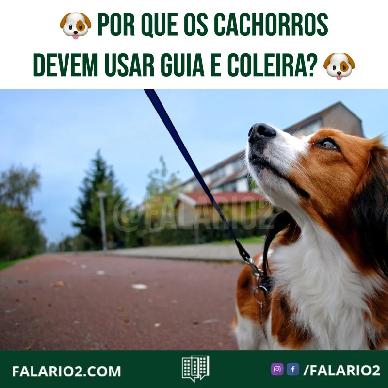 Mesmo se o pet for daqueles extremamente comportados, isto é, que não desgrudam do pai humano por nada, isso não quer dizer