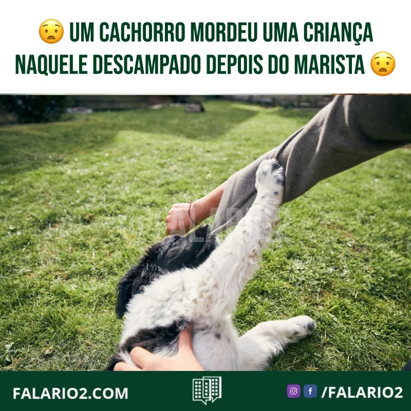 "Vc poderia fazer um post, sobre fezes q os donos dos pets deixam no meio do caminho!?