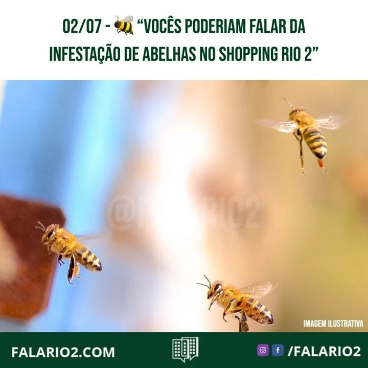 "Vocês poderiam falar da infestação de abelhas no shopping Rio 2.