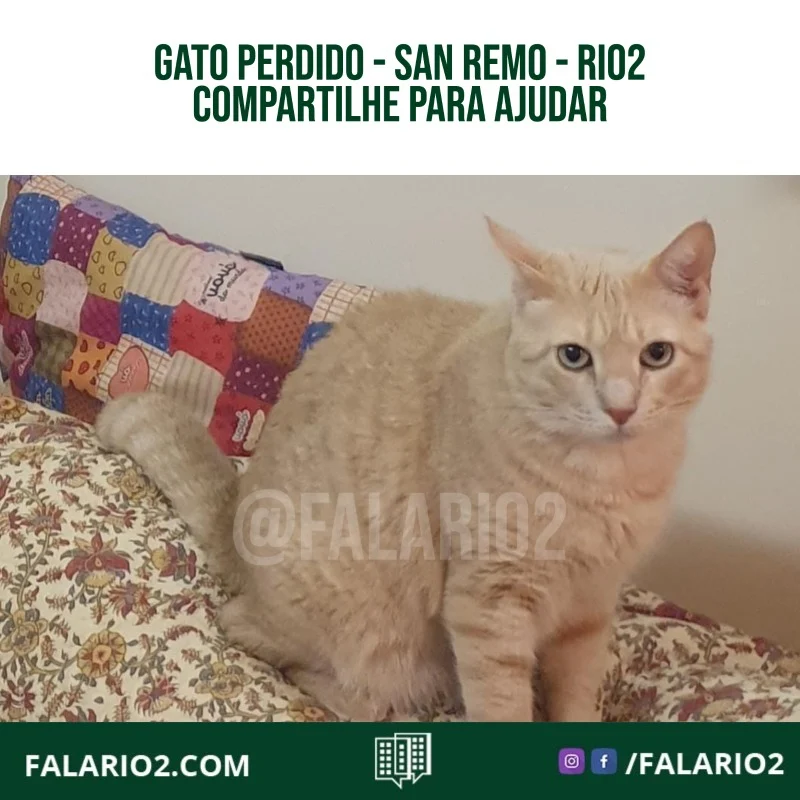 [ENCONTRADO] "Boa noite, gostaria de pedir, por favor, para compartilhar a foto de um gatinho que fugiu do condominio san