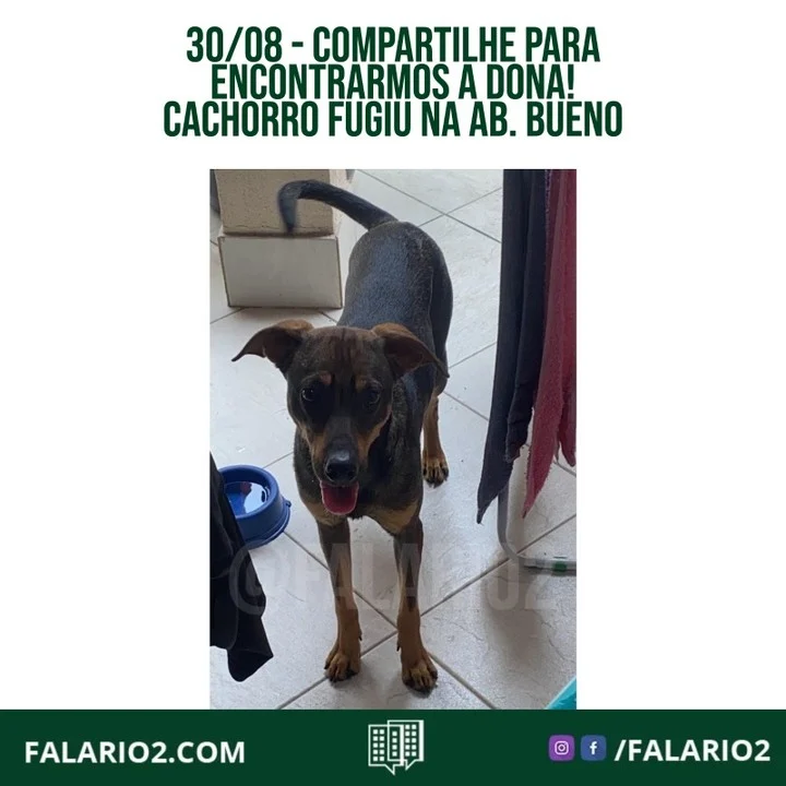 Hoje pela manhã, a dona este cachorro estava passeando com ele, quando ele se soltou da coleira, na altura da Jeunesse Arena.