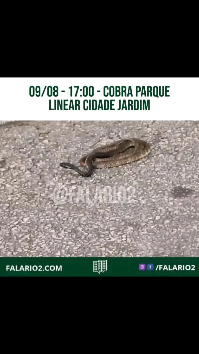 Recebemos ontem (09/08) esse vídeo exibindo uma cobra no Parque Linear do Cidade Jardim, em frente aos ônibus.