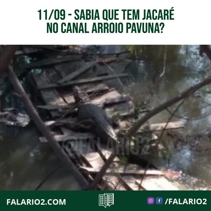 Você sabia que tem jacará no canal arroio pavuna?