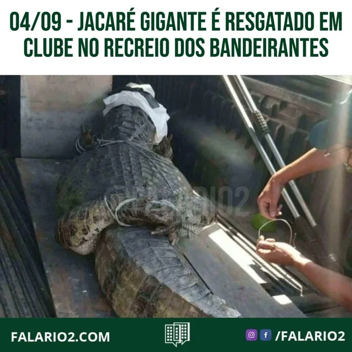 A Patrulha Ambiental do Rio resgatou um jacaré de aproximadamente 2,6 m de comprimento neste sábado (4/9).
