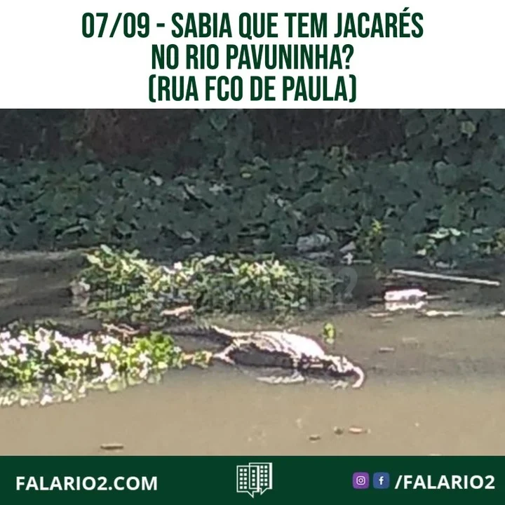 Você sabia ou já viu algum jacaré nesse rio?