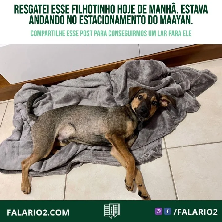 "Resgatei esse filhotinho hoje de manhã.