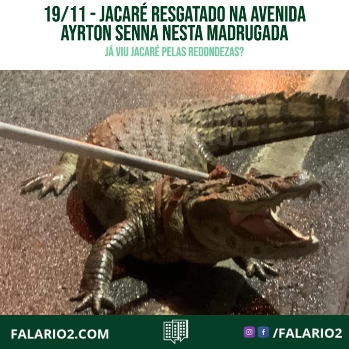 O jacaré resgatado pelo Corpo de Bombeiros na Avenida Ayrton Senna, na Barra da Tijuca, Zona Oeste, foi levado para o Parque