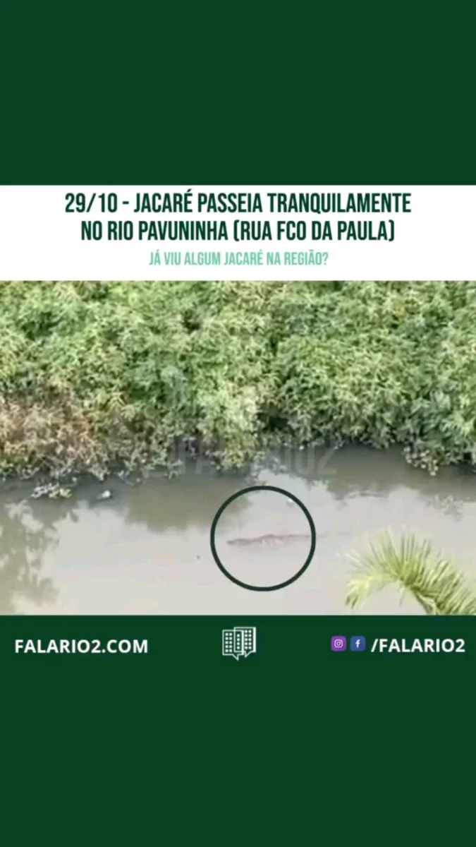 Jacaré passeia tranquilamente pelo Rio Pavuninha (Rua Francisco de Paula) na última sexta-feira (29/10).