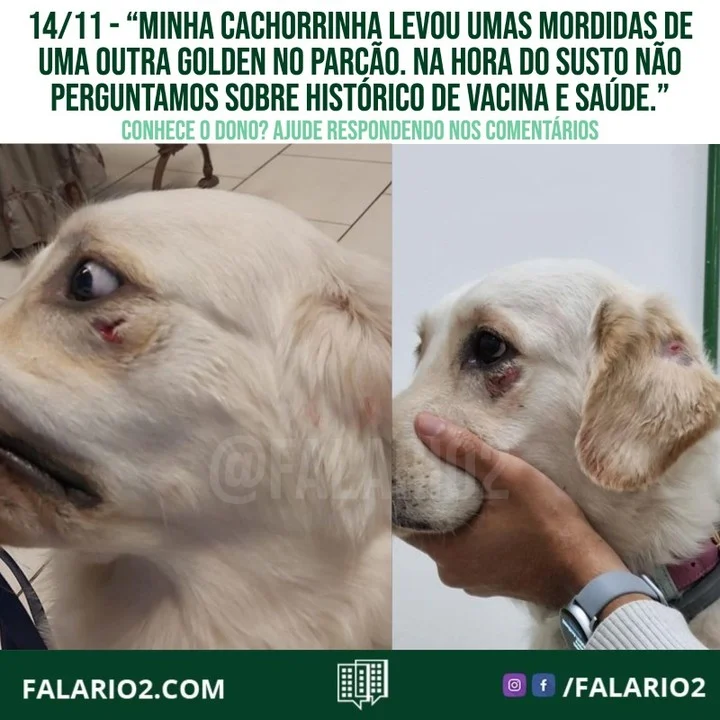 "Minha cachorrinha levou umas mordidas de uma outra Golden no parcão!!