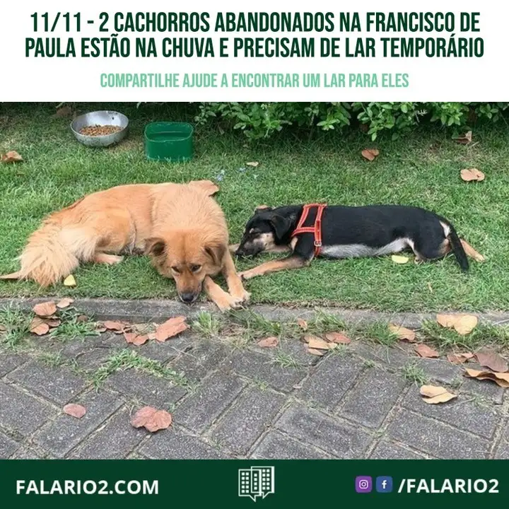Sabemos que se dossem 2 bulldogs franceses, teria uma fila de gente disposta a adotar.