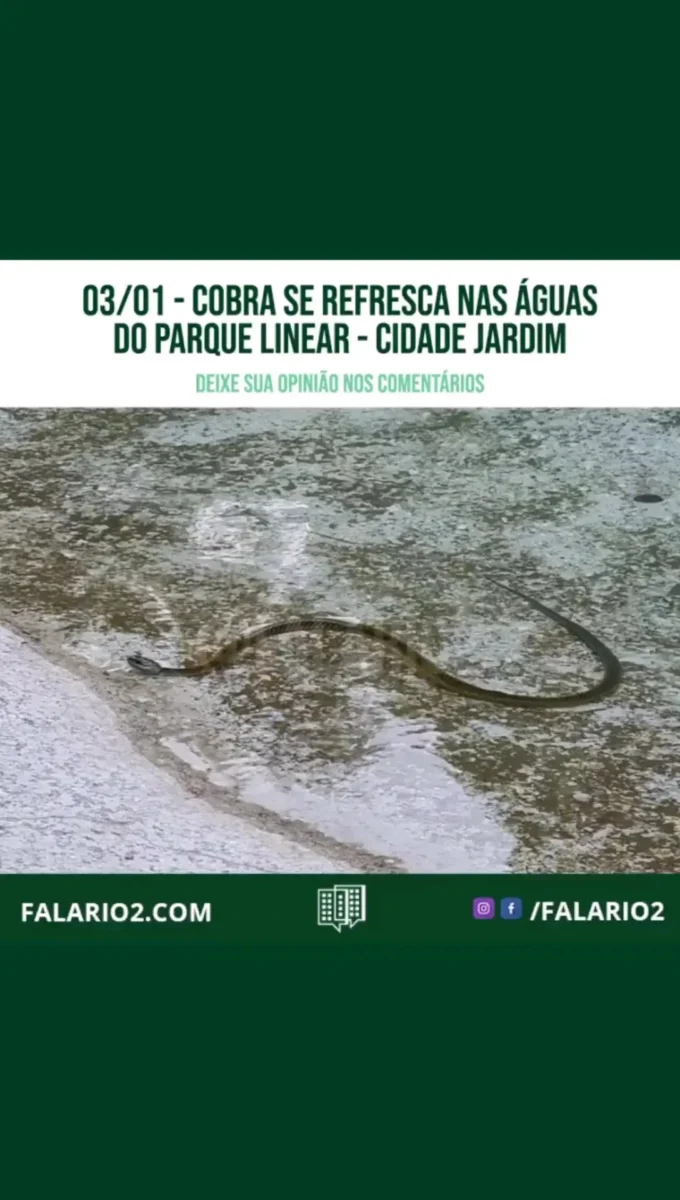 Na tarde quente da primeira segunda-feira do ano, uma cobra foi vista nadando (e se refrescando) nas águas de um dos lagos