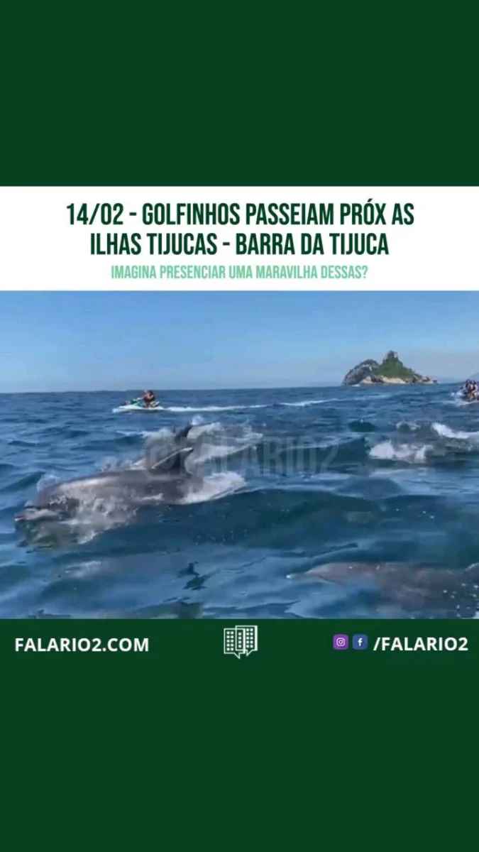 Uma família de golfinhos foi vista na orla do Rio de Janeiro no último domingo (13).