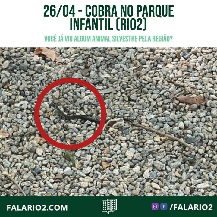 1) Afaste os seus animais domésticos, para que não haja interação entre eles, evitando assim que um deles saia machucado;