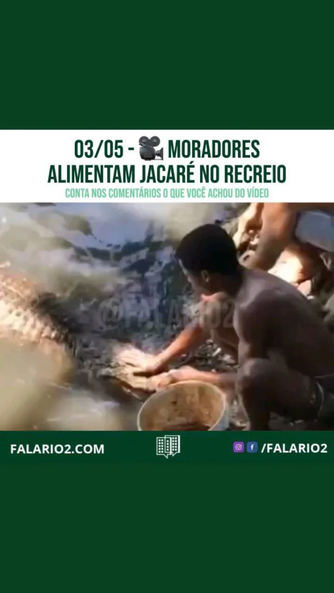 No canal da comunidade do terreirão, no recreio dos bandeirantes, os moradores convivem de pertinho com os jacarés.