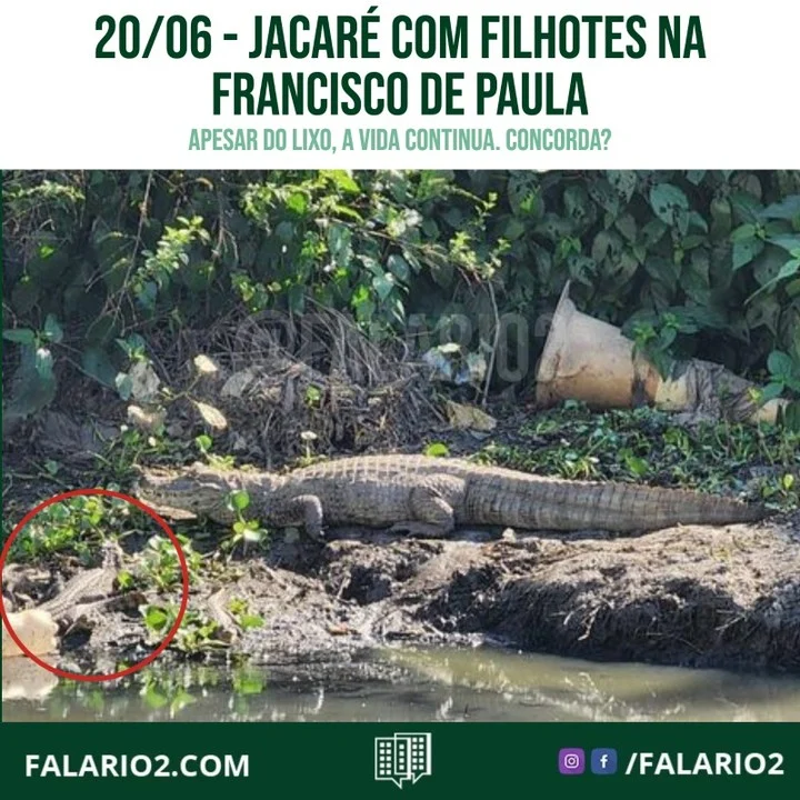Apesar de todo a poluição do local, podemos ver jacaré com filhotes no Rio Pavuninha na Rua Francisco de Paula.