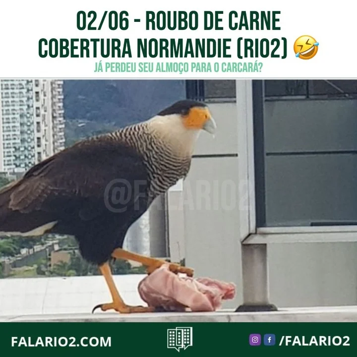 O carcará é um parente distante dos falcões.