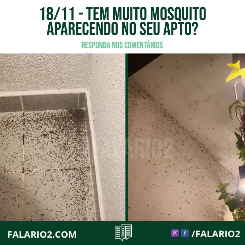 Após as chuvas e a frente fria, os vizinhos começaram a reclamar dos mosquitos.