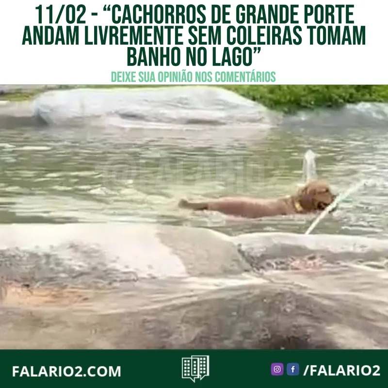 "Hoje pela manhã 11/02/2022 cachorros de grande portes andam livremente sem coleiras e ainda tomam banho no lago, onde